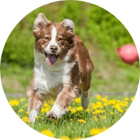 A dog chases a ball in a field of yellow flowers