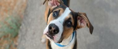 A dog looks at you and tilts its head