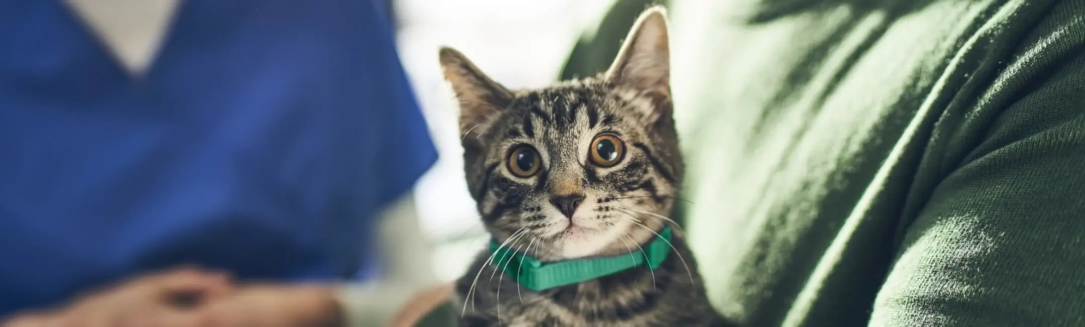 How Do House Cats Get Worms: Shocking Causes You Must Know