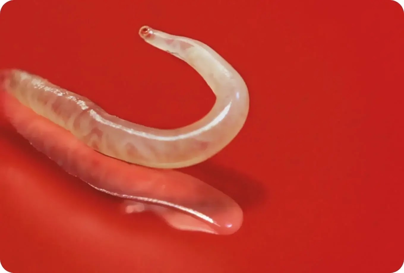 What Kind of Worms Do Cats Get: Common Types & Prevention Tips