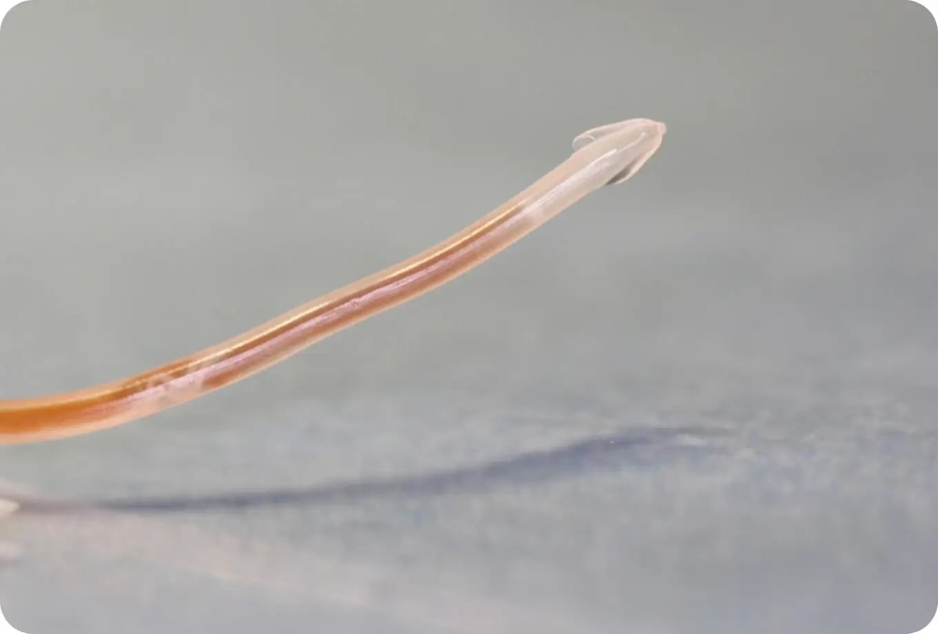 What Kind of Worms Do Cats Get: Common Types & Prevention Tips