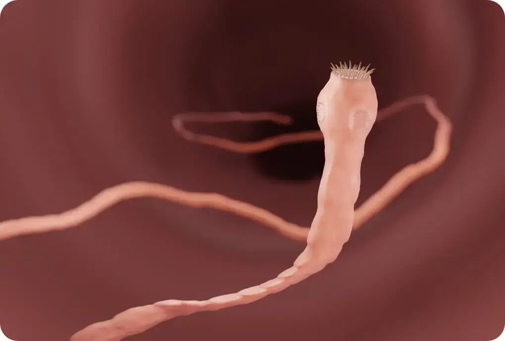 How Do Indoor Cats Get Worms: Shocking Truths Revealed