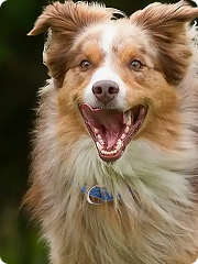 Dog running