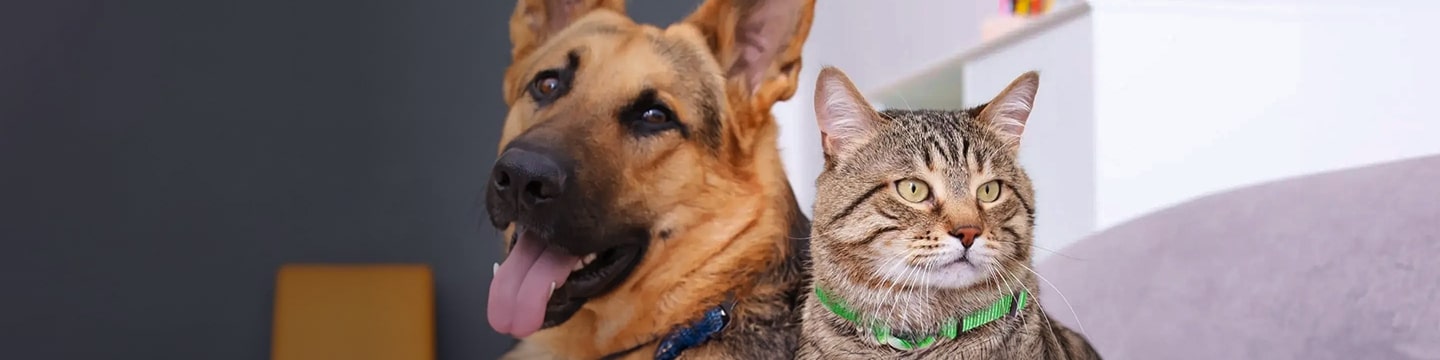 dog and cat sat next to one another