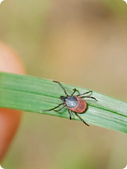 Tick on leaf
