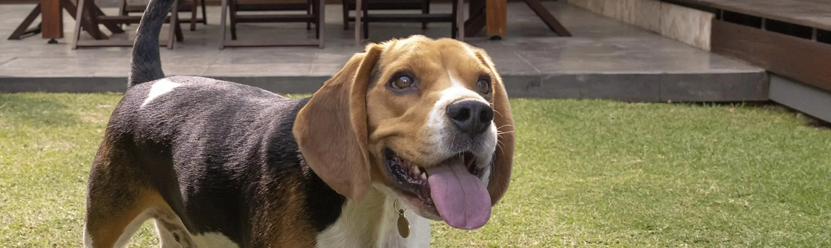 beagle roundworms on dogs