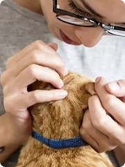 CanMyCatFleasThumb