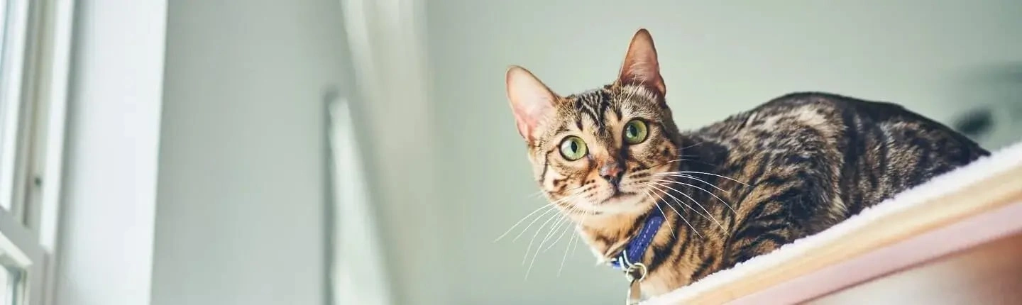 cat ticks - cat on stairs