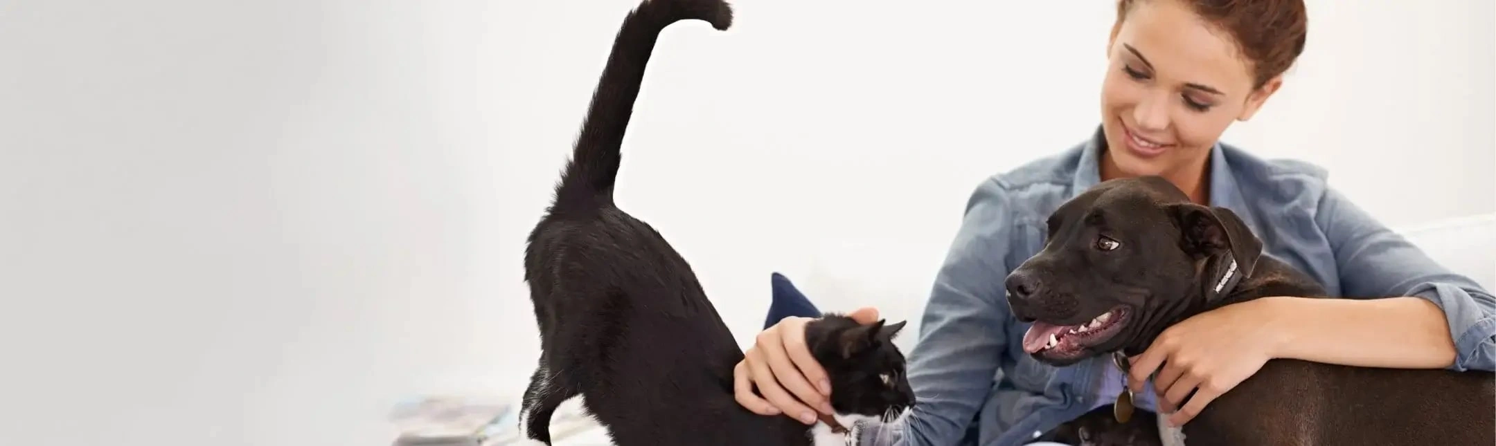 cat and dog with pet owner