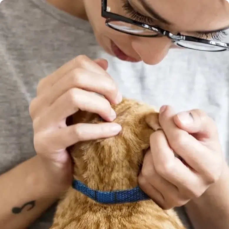 checking cat for fleas