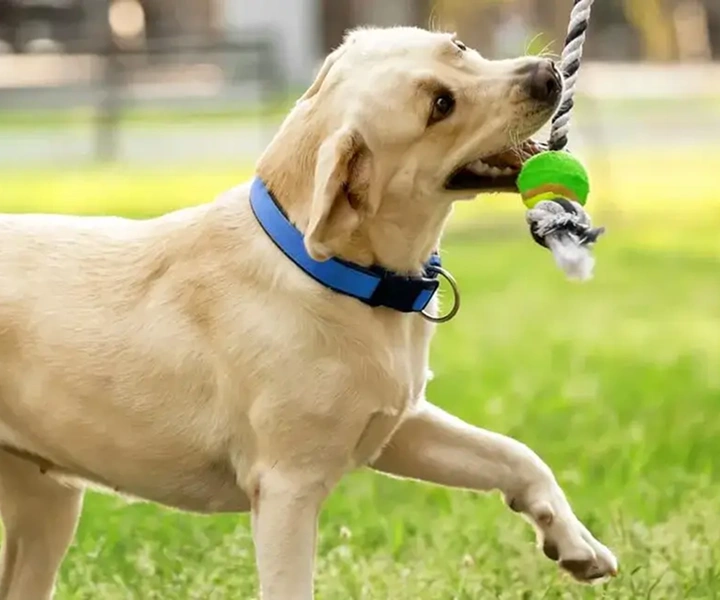 dog playing with rope toy in grass