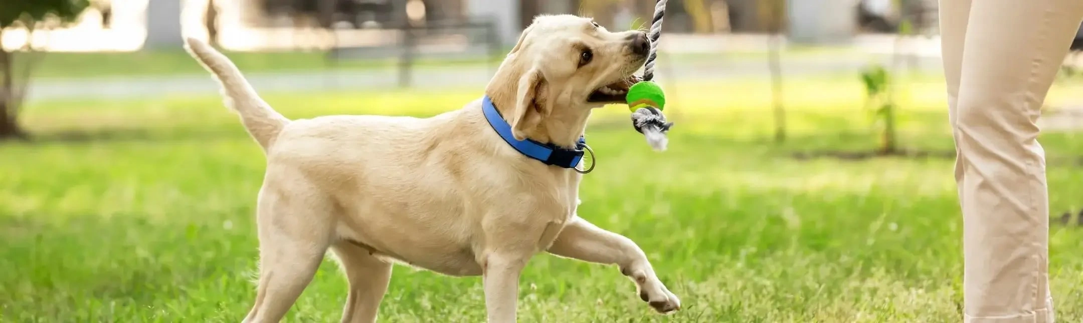 dog playing with rope toy in grass
