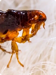 flea protection thumb