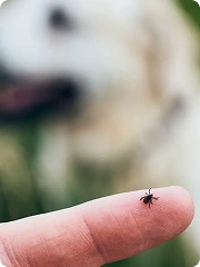 Get Rid Ticks Thumb
