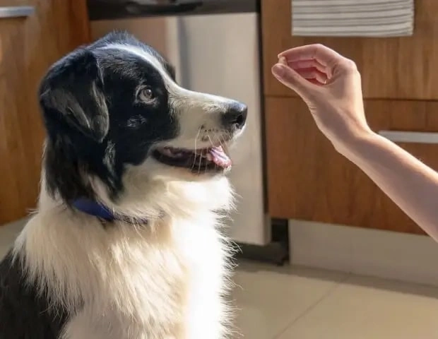 giving tick protection to dog