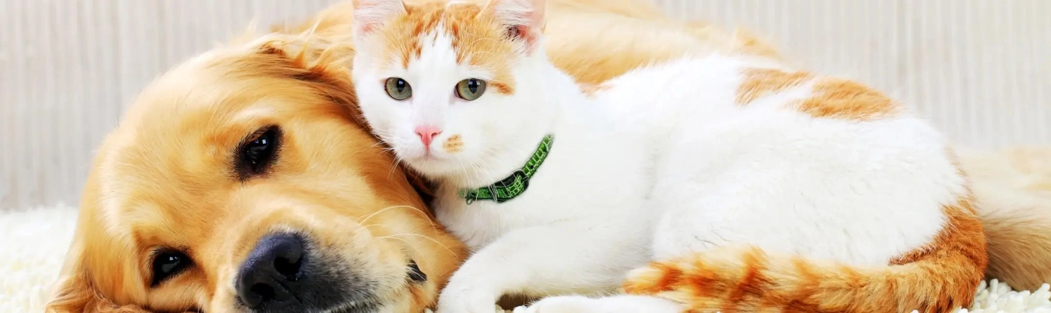 Intestinal Parasites - dog and cat together