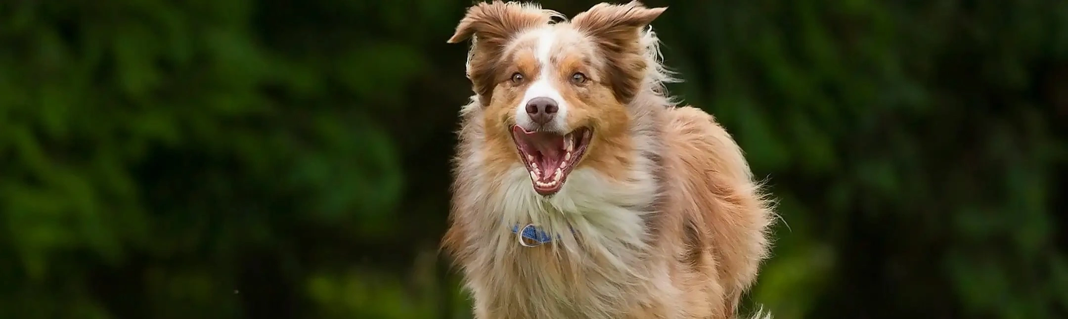 Parasites - Aussie dog running