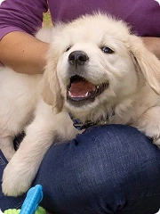 protect puppy from fleas ticks thumb