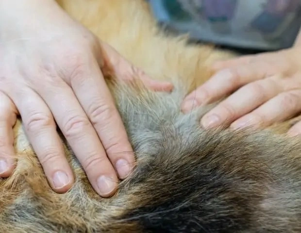 search for ticks in dogs fur