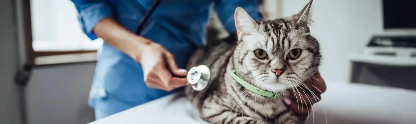 Tapeworm - grey cat at vets