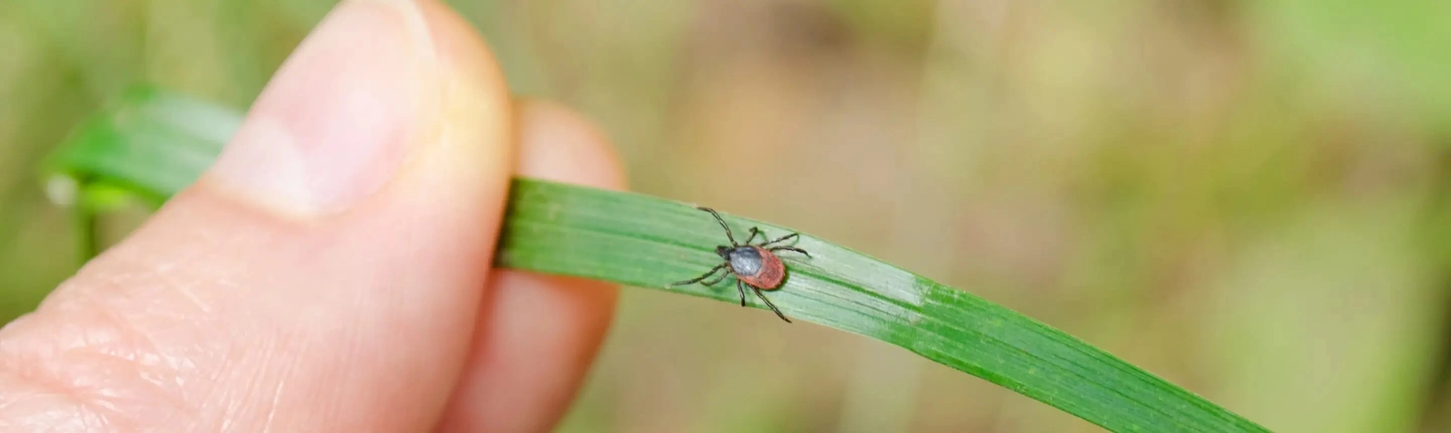 Tick on a blade of grass