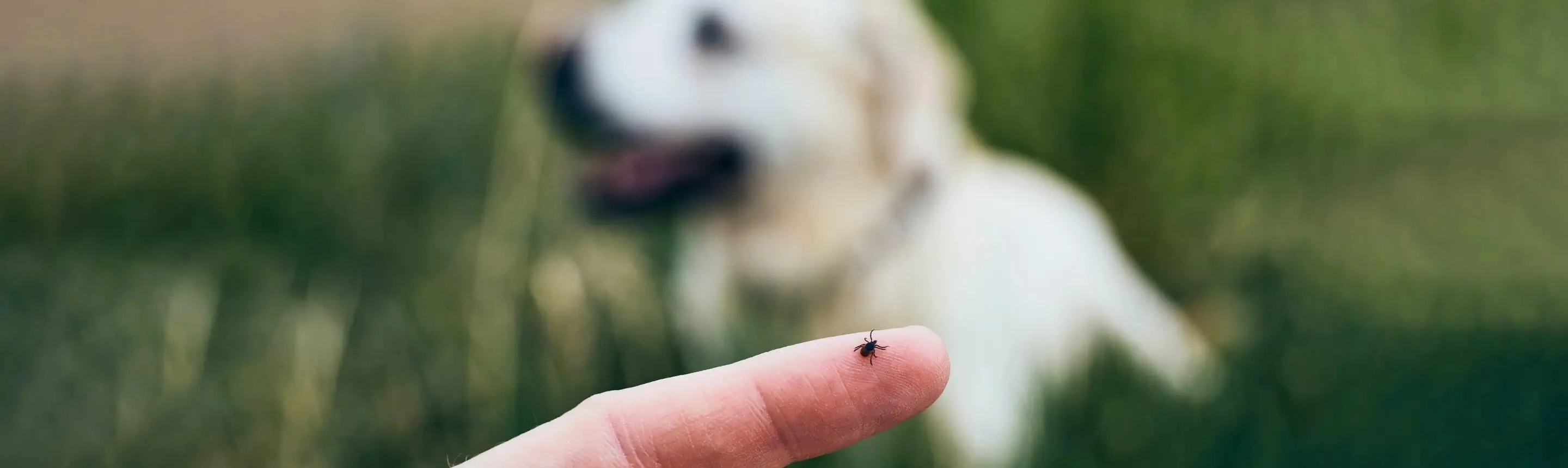 tick on finger with dog in background