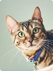 ticks on cats thumb