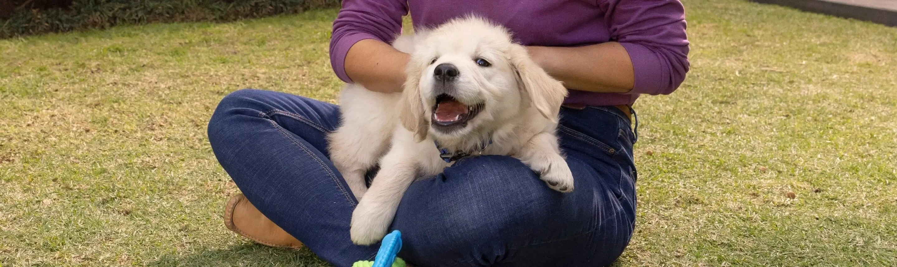 white labrador puppy on lap