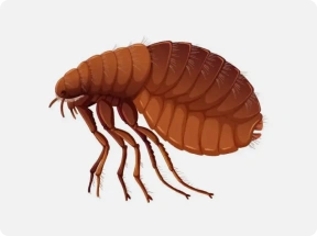 adult flea illustration