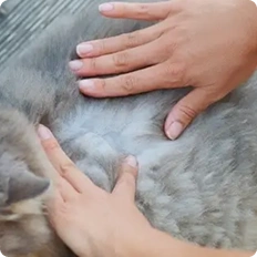 checking cat for fleas
