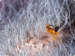 closeup of flea in fur