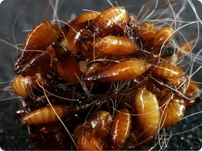 cluster of flea eggs