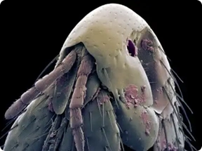 extreme close up of a flea