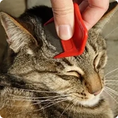 flea comb