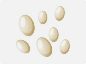flea egg illustration