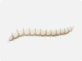 flea larvae illustration