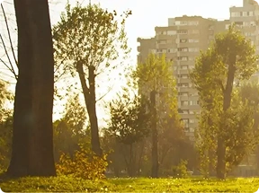 park with trees