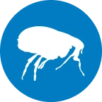  Fleas