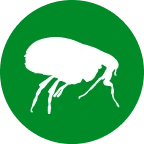 Fleas