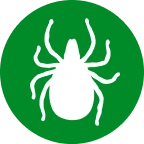 Ticks
