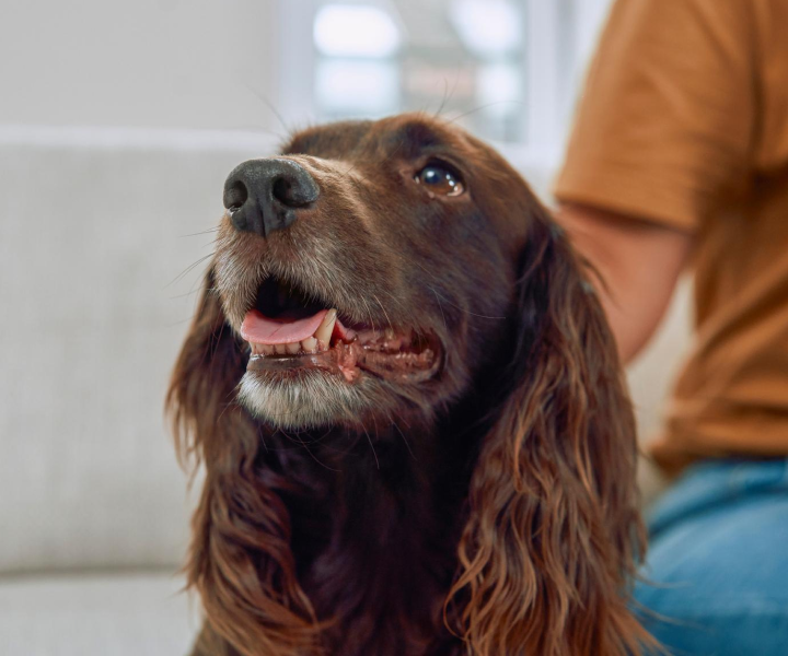 brown dog