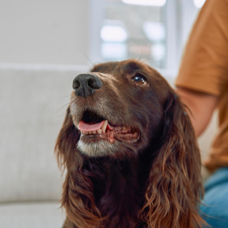 brown dog