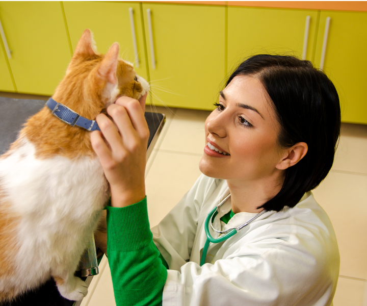 vet examining a cat