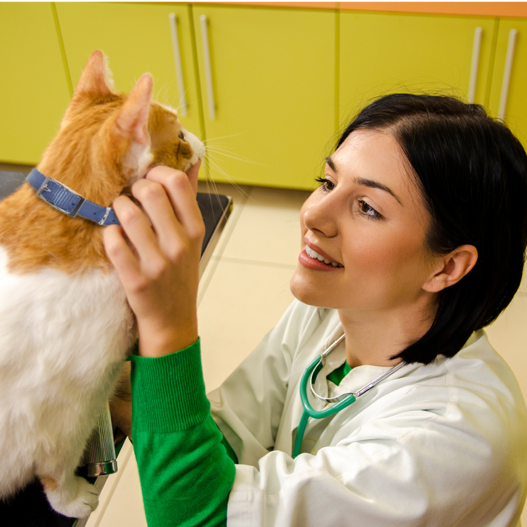vet examining a cat