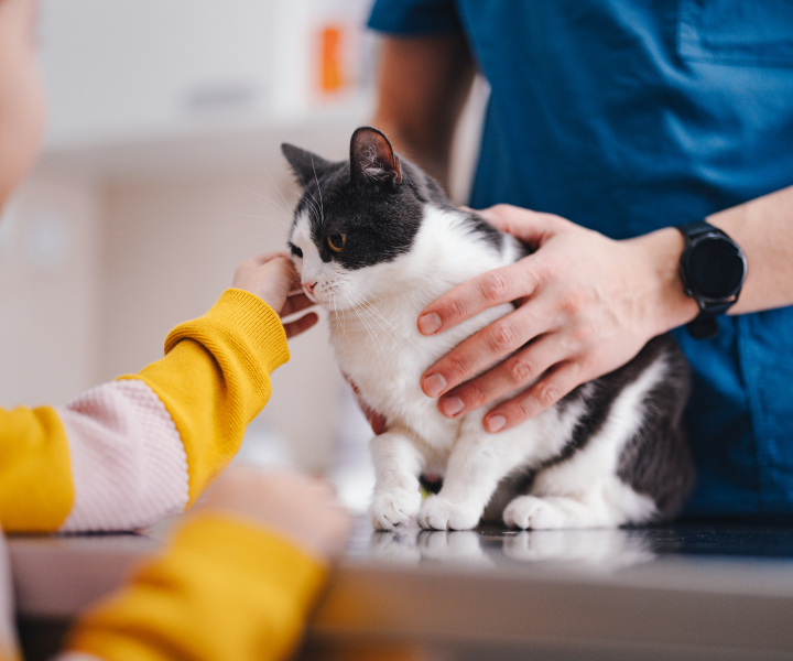 cat at the vet