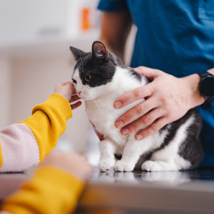 cat at the vet