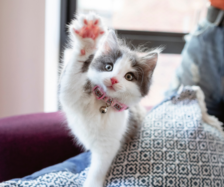 kitten showing its paw