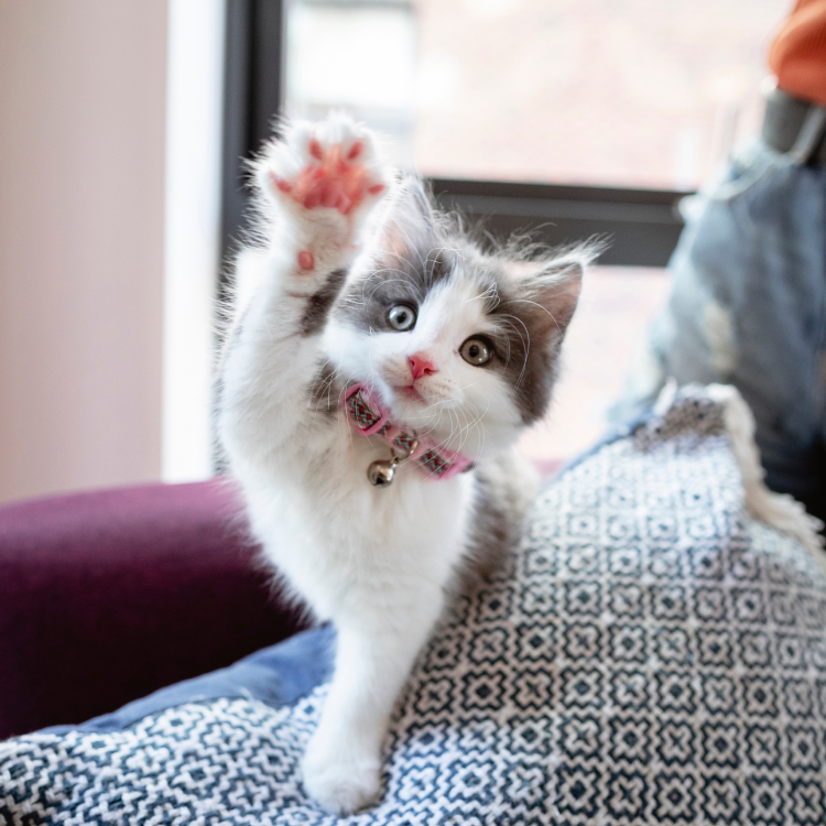 kitten showing its paw