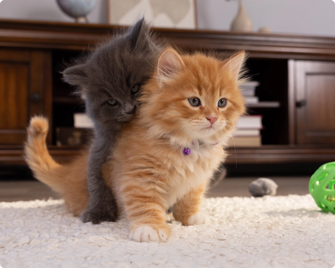 two kittens playing