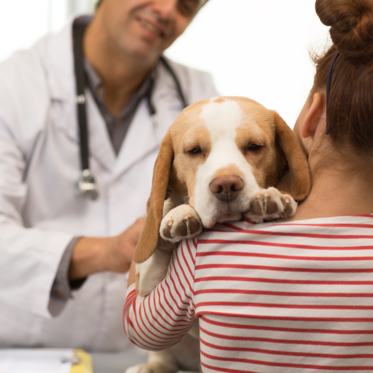 woman with her dog at the vet